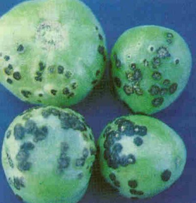 Domates meyvelerinde bakteriyel leke hastalığı zararı.